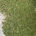 福建柘荣高山纯野生大白茶茶花，品质上乘，全国发货。
