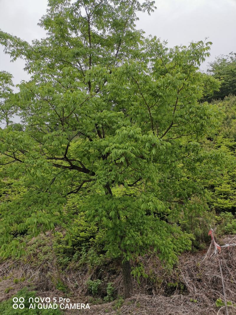 黄菠萝树树型优美，自产自销，产地货源，致富，绿化，药用