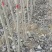 107速生杨107杨树苗鲁林9号无絮杨树苗杨树苗