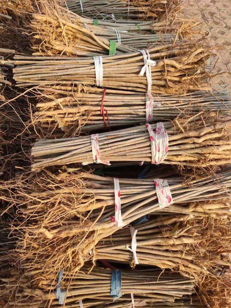 白蜡，速生白蜡2公分3公分4公分6公分8公分9公分一级树