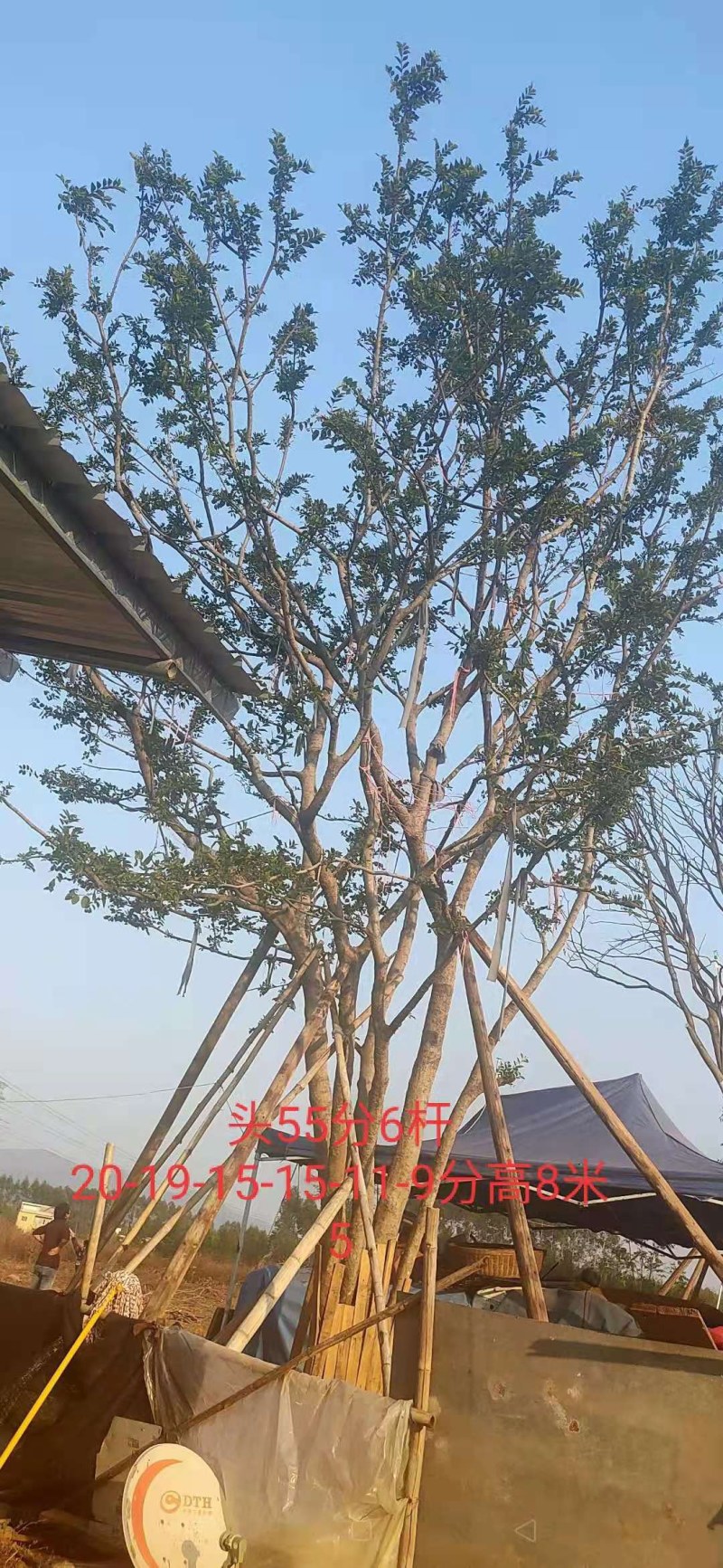 绿化朴树！移植两年1万8千装车价