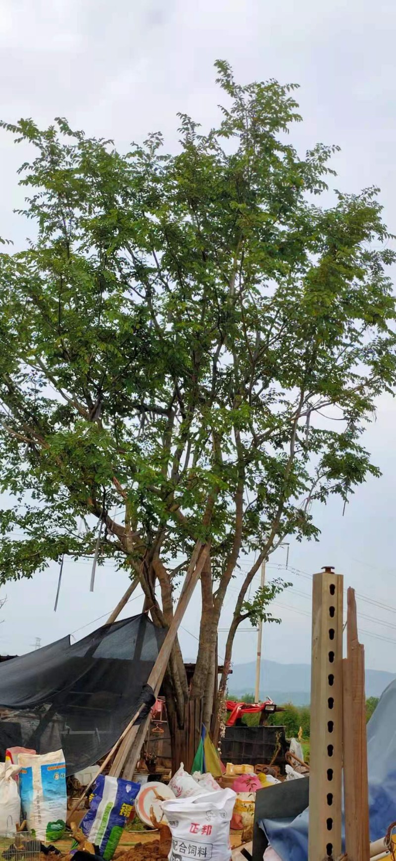 绿化朴树！移植两年1万8千装车价