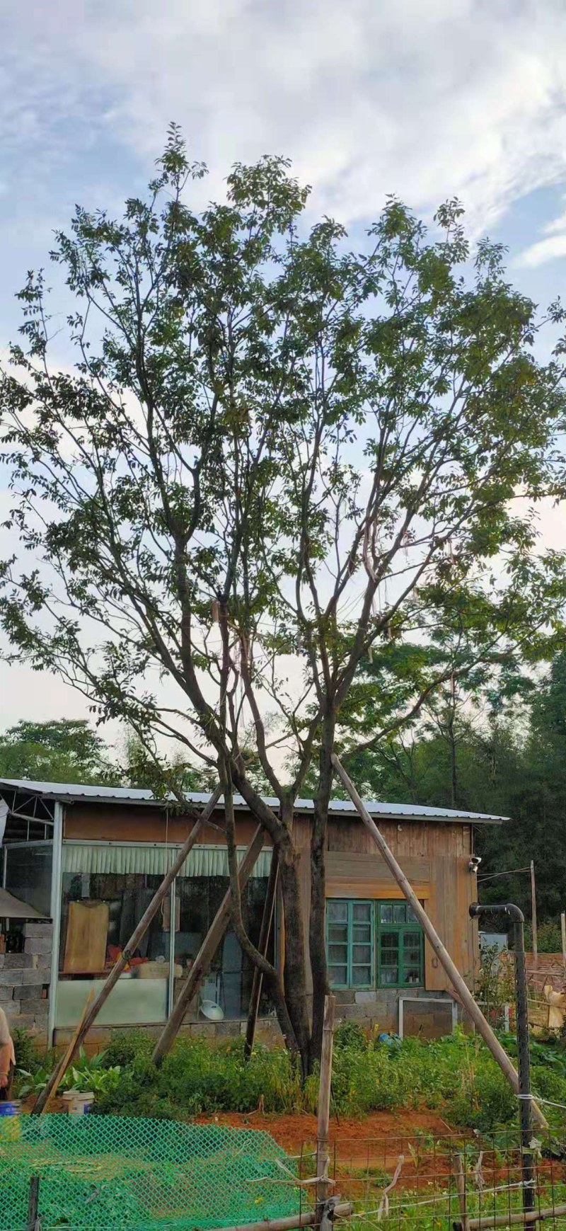 绿化朴树！移植两年1万8千装车价