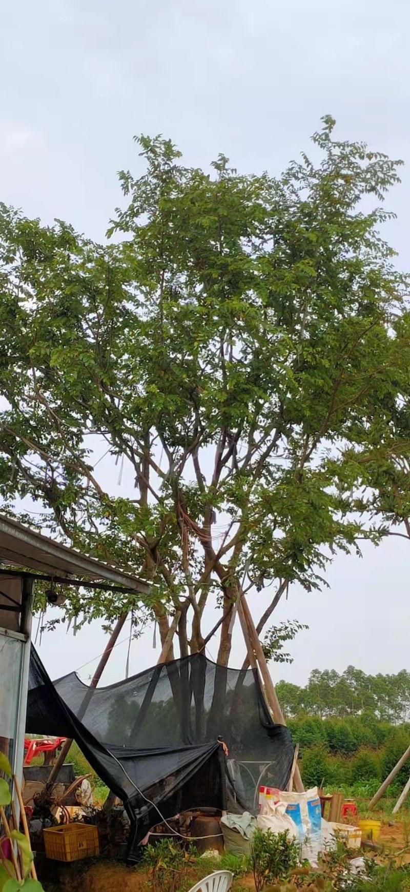 绿化朴树！移植两年1万8千装车价