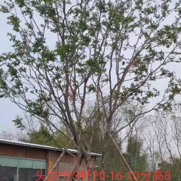 绿化朴树！移植两年1万8千装车价