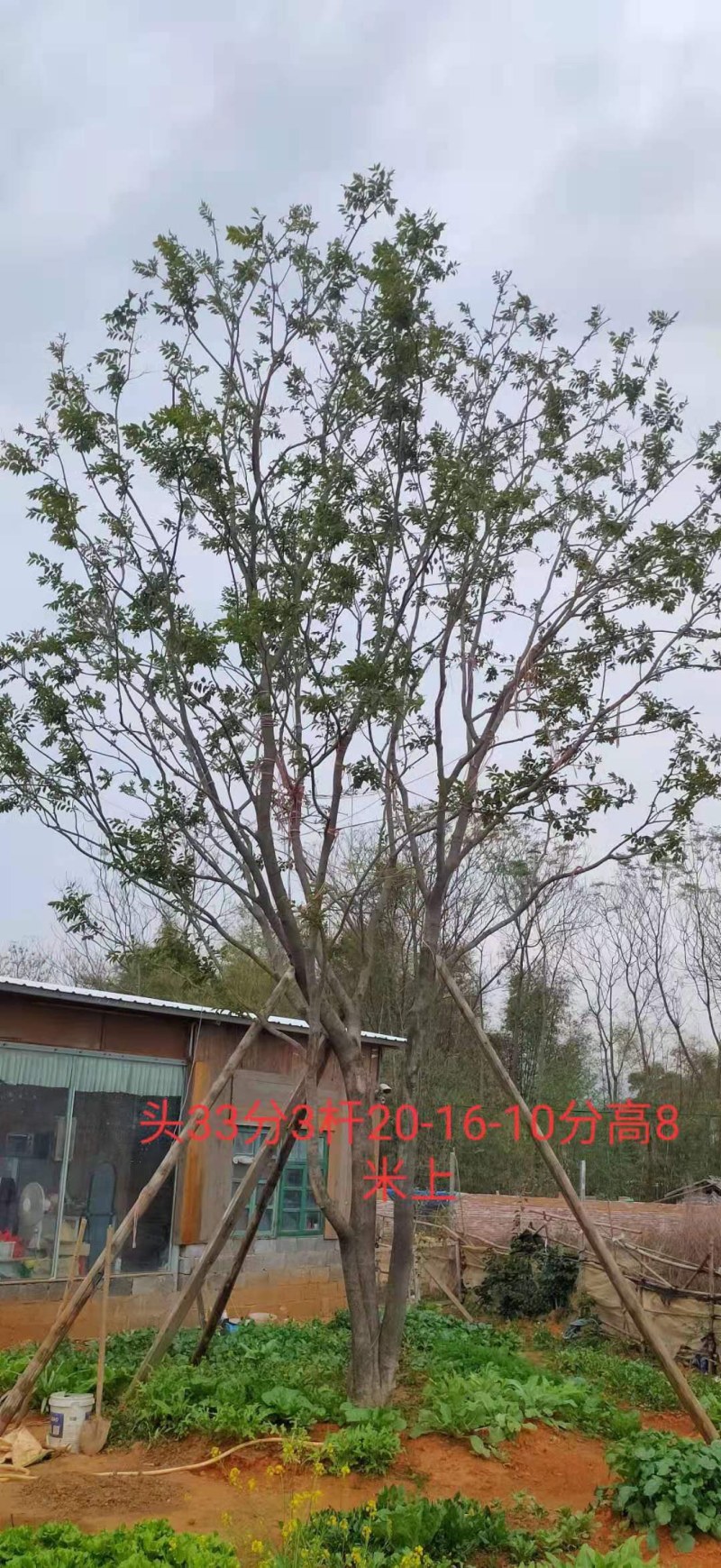 绿化朴树！移植两年1万8千装车价