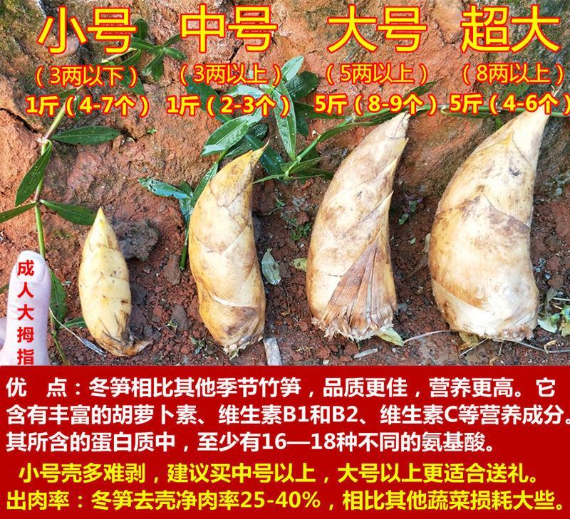 湖南冬笋新鲜现挖高山黄泥笋大楠竹笋冬笋小笋子