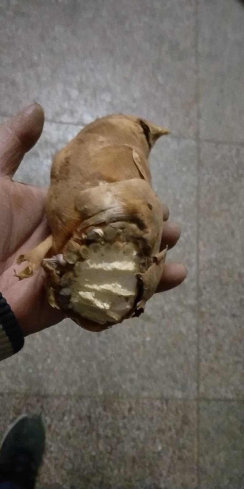 湖南冬笋新鲜现挖高山黄泥笋大楠竹笋冬笋小笋子