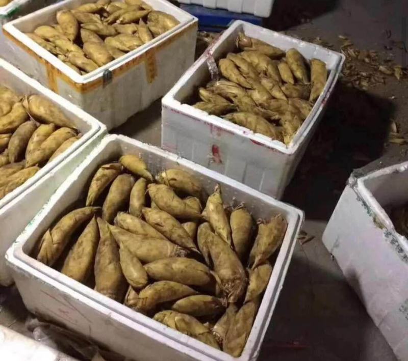湖南冬笋新鲜现挖高山黄泥笋大楠竹笋冬笋小笋子