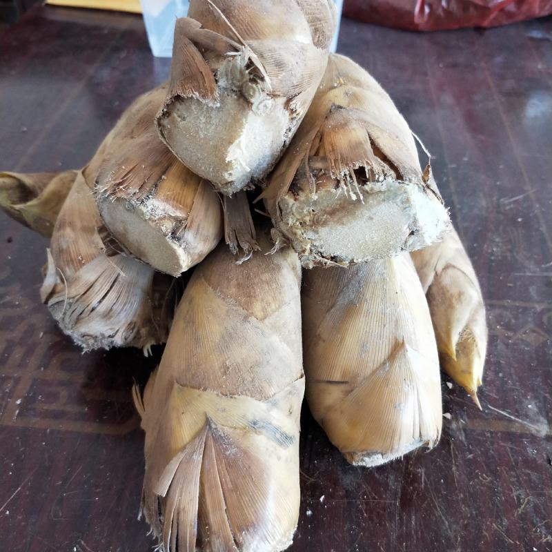 湖南冬笋新鲜现挖高山黄泥笋大楠竹笋冬笋小笋子