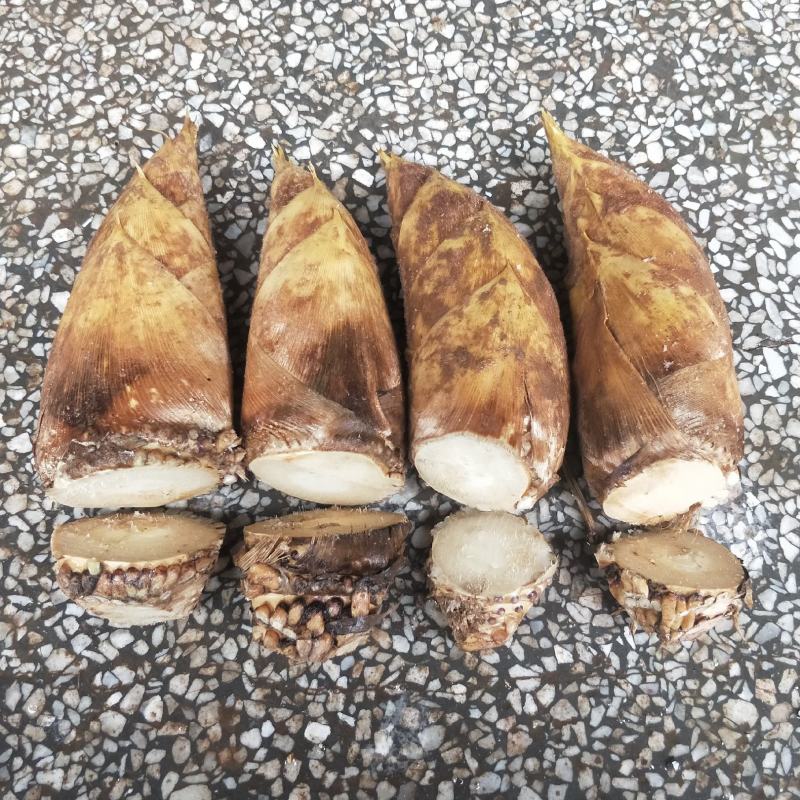 湖南冬笋新鲜现挖高山黄泥笋大楠竹笋冬笋小笋子