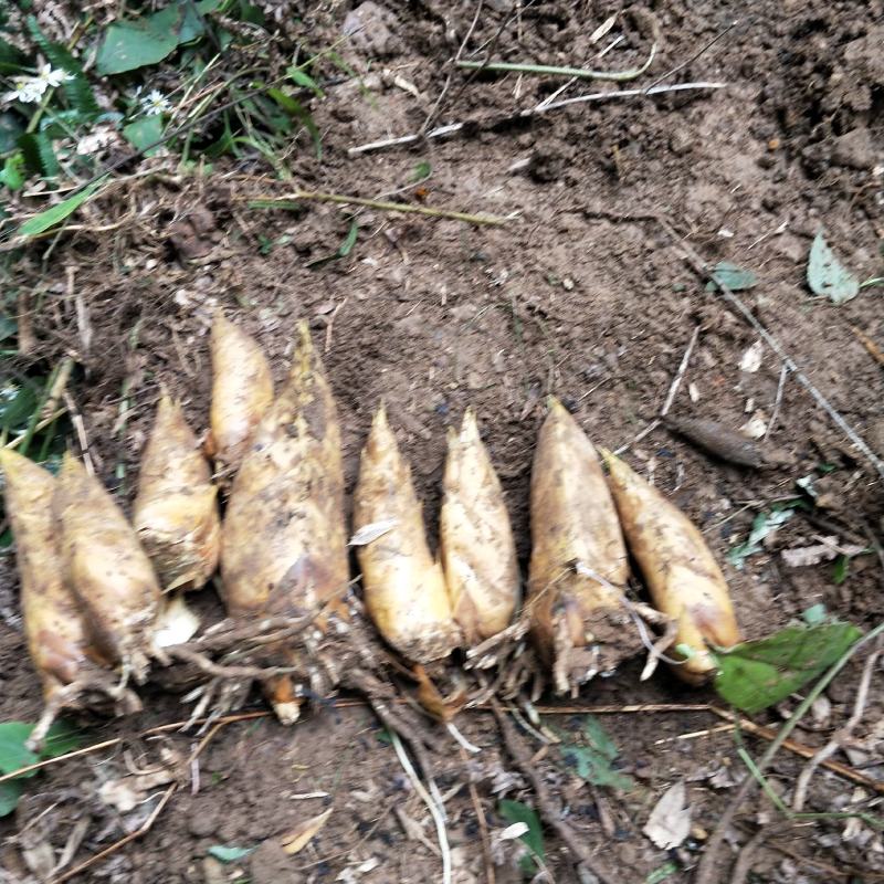 湖南冬笋新鲜现挖高山黄泥笋大楠竹笋冬笋小笋子