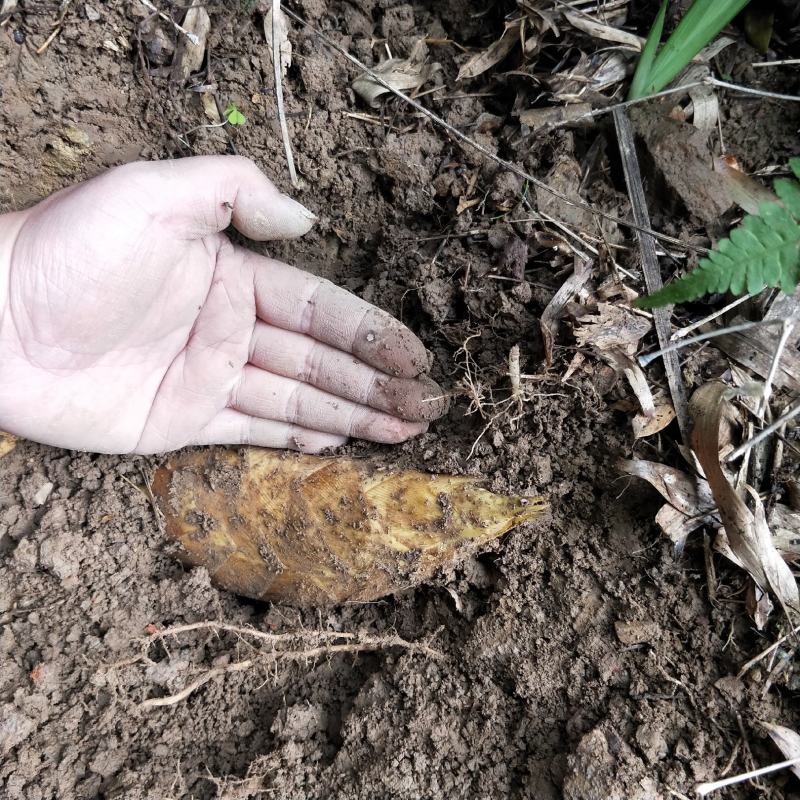 湖南冬笋新鲜现挖高山黄泥笋大楠竹笋冬笋小笋子