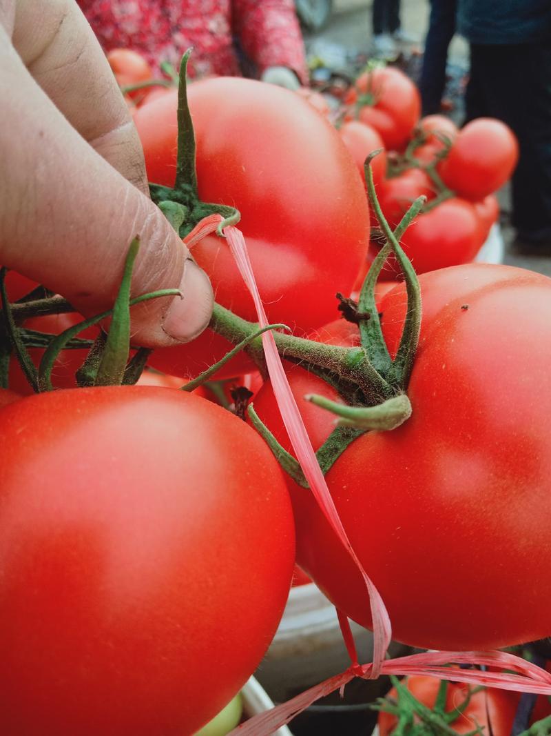 大红西红柿，山东大红西红柿质量保证，价格便宜，产地直供