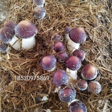 大球盖菇（赤松茸）菌种随时欢迎预订