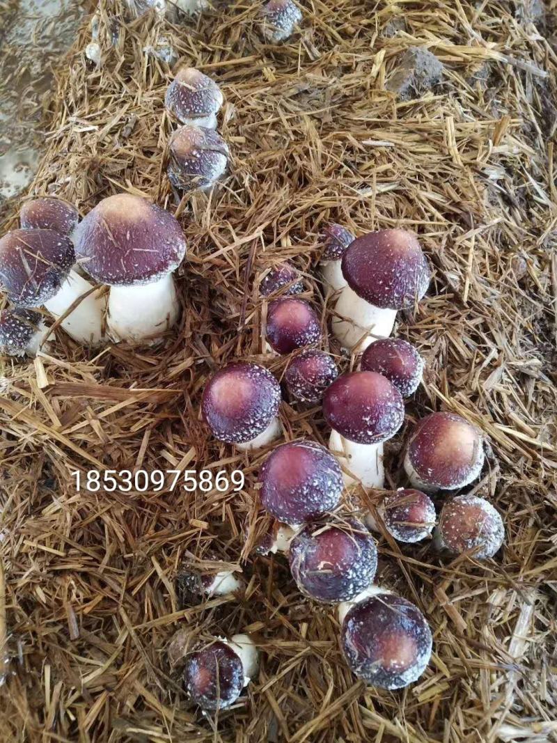 大球盖菇（赤松茸）菌种随时欢迎预订