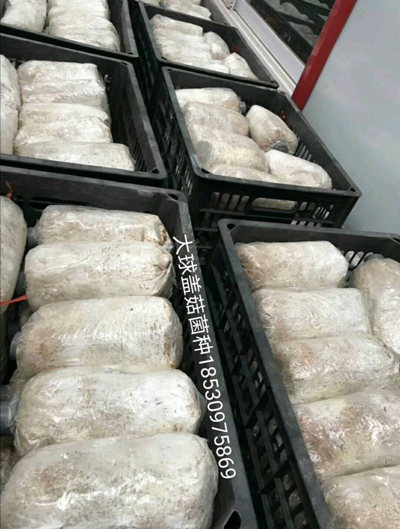 大球盖菇（赤松茸）菌种随时欢迎预订