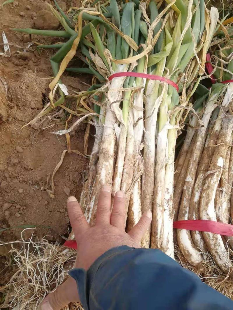 渭南大荔长白大葱正在供应中…