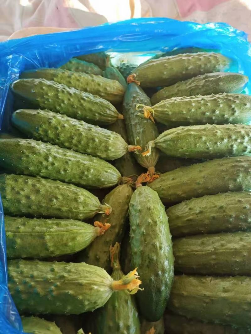 天骄7号九号旱黄瓜苗供应抗病大刺溜短黄瓜苗寿光批发
