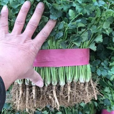 河南高兴果蔬有限责任公司，万亩大棚蔬菜种植基地