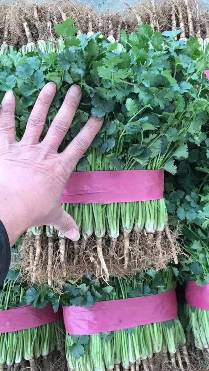 河南高兴果蔬有限责任公司，万亩大棚蔬菜种植基地
