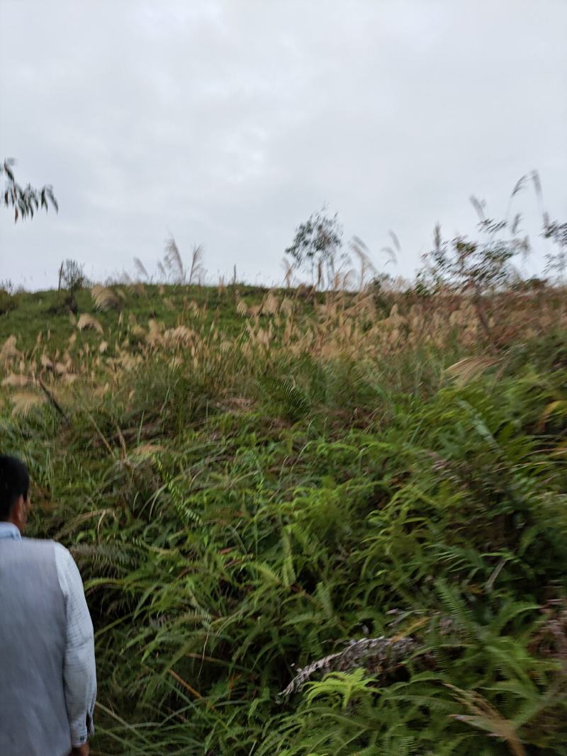 出租山地，低坡岭，200亩150元/亩