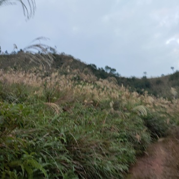 出租山地，低坡岭，200亩150元/亩