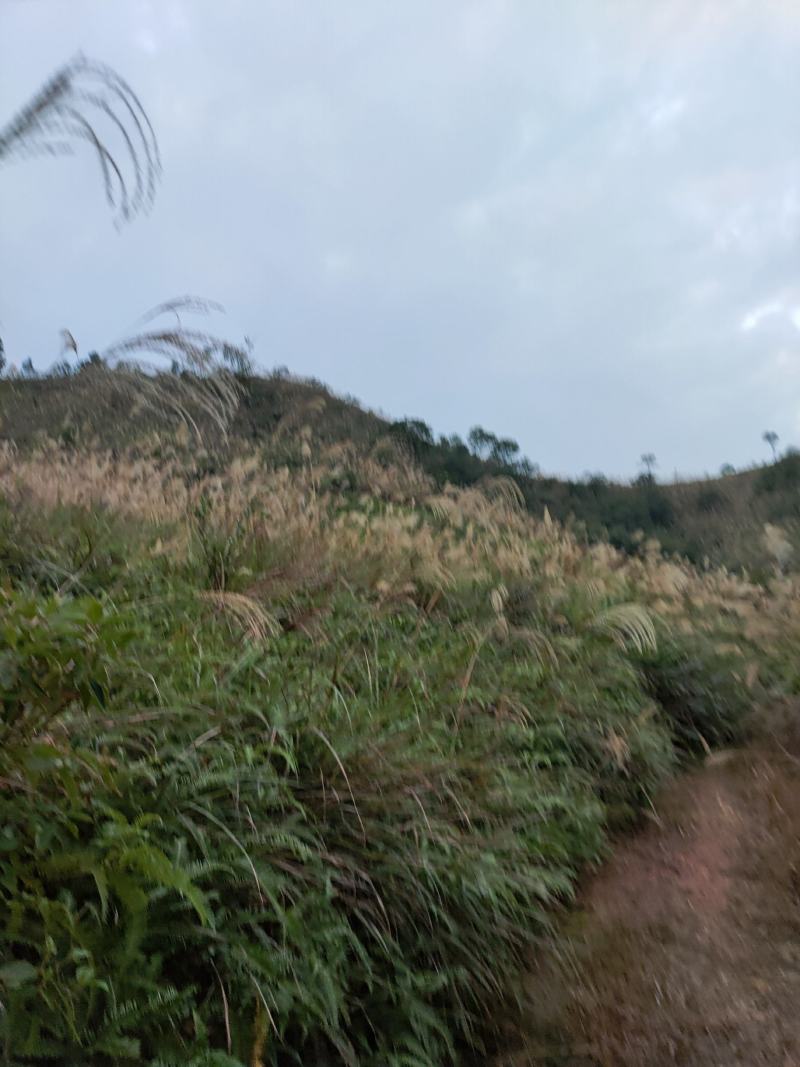 出租山地，低坡岭，200亩150元/亩