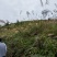 出租山地，低坡岭，200亩150元/亩