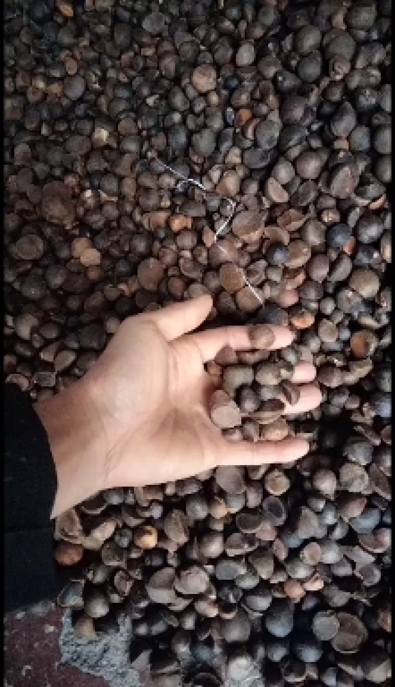大量油茶籽现货供应，有需要的联系