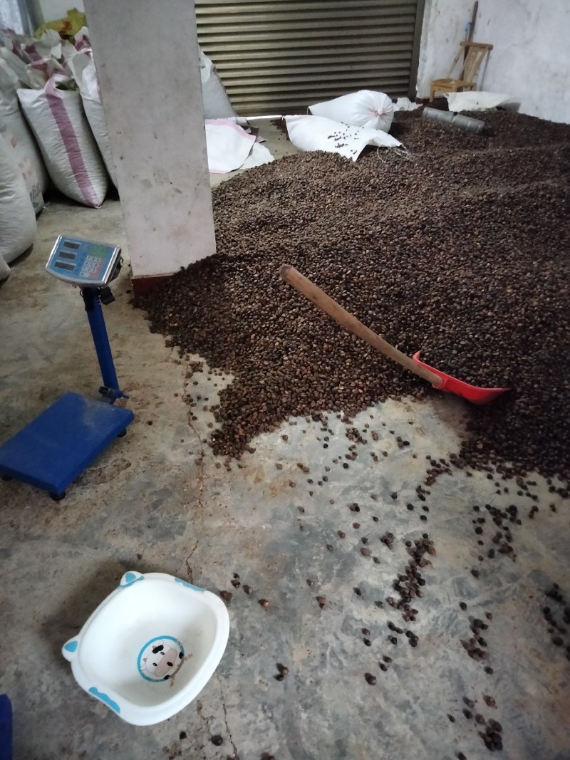 大量油茶籽现货供应，有需要的联系