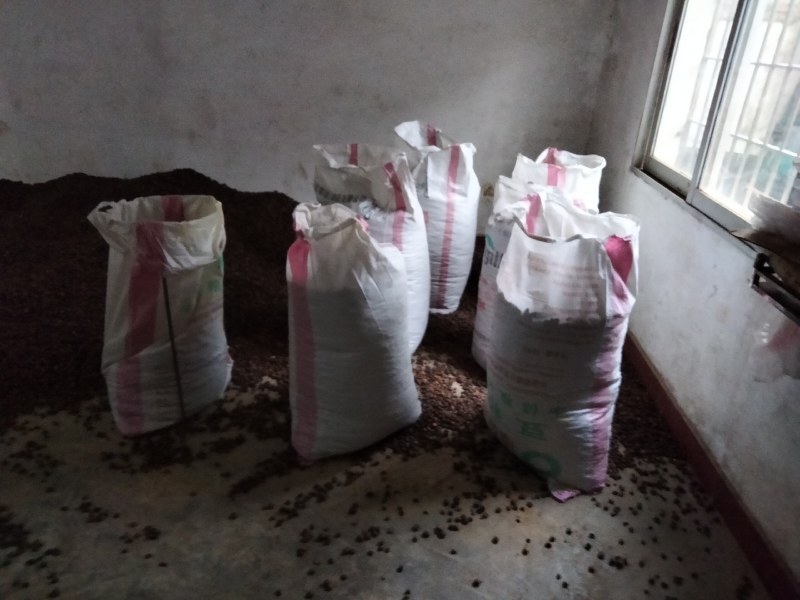 大量油茶籽现货供应，有需要的联系