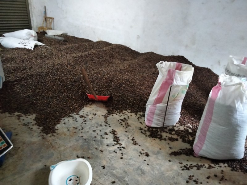 大量油茶籽现货供应，有需要的联系