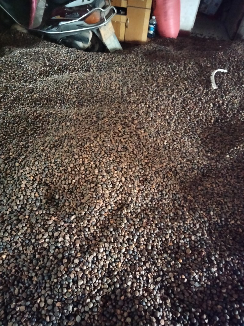 大量油茶籽现货供应，有需要的联系
