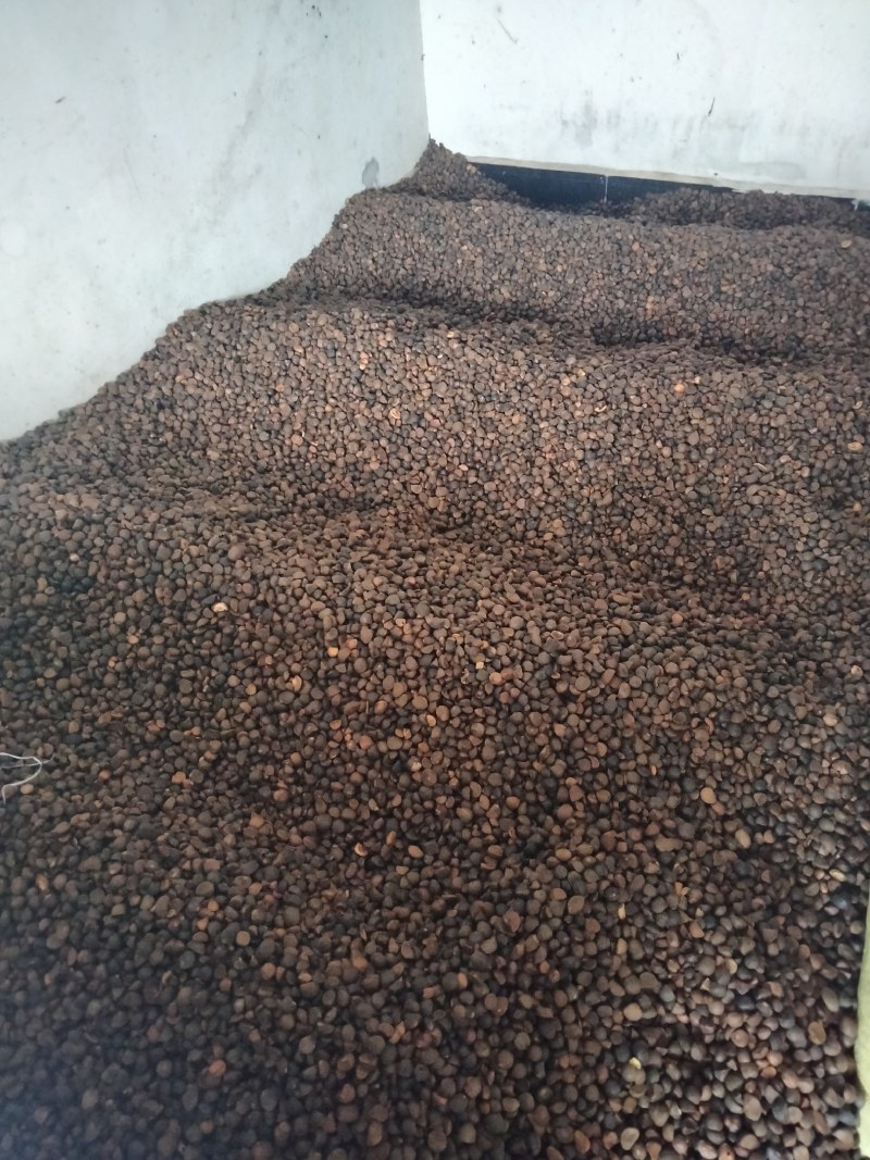 大量油茶籽现货供应，有需要的联系