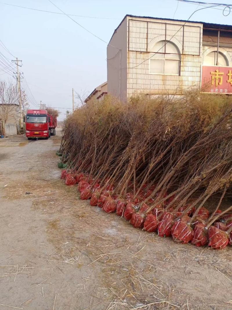 柽柳，【基地直供】盐碱地种植，高速护坡，价格低/聚划算