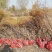 柽柳，【基地直供】盐碱地种植，高速护坡，价格低/聚划算
