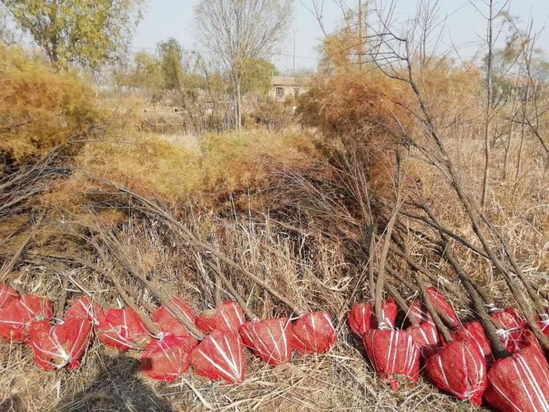 柽柳，【基地直供】盐碱地种植，高速护坡，价格低/聚划算