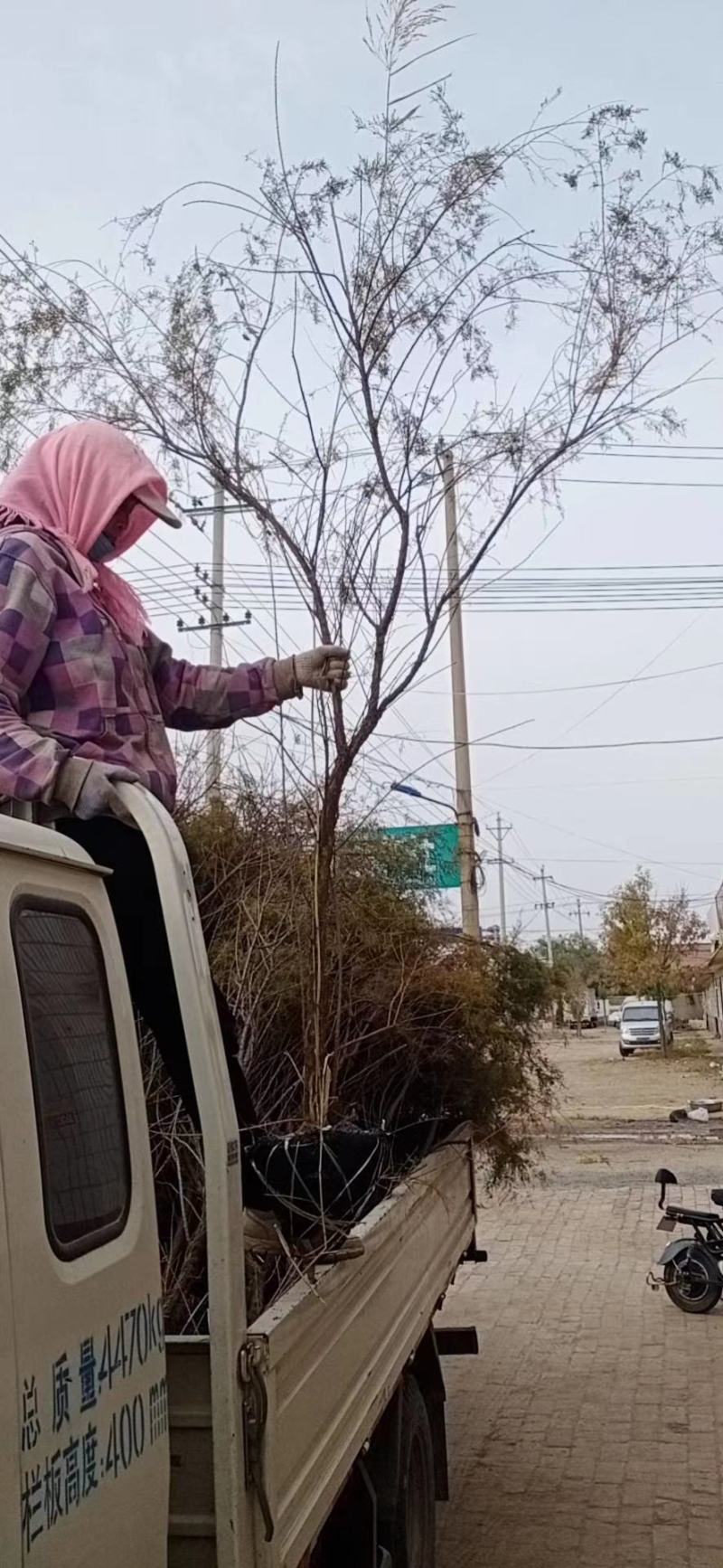 柽柳，【基地直供】盐碱地种植，高速护坡，价格低/聚划算
