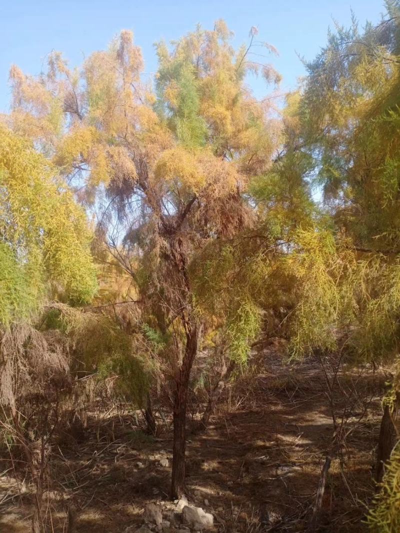 柽柳，【基地直供】盐碱地种植，高速护坡，价格低/聚划算
