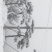 造型松
