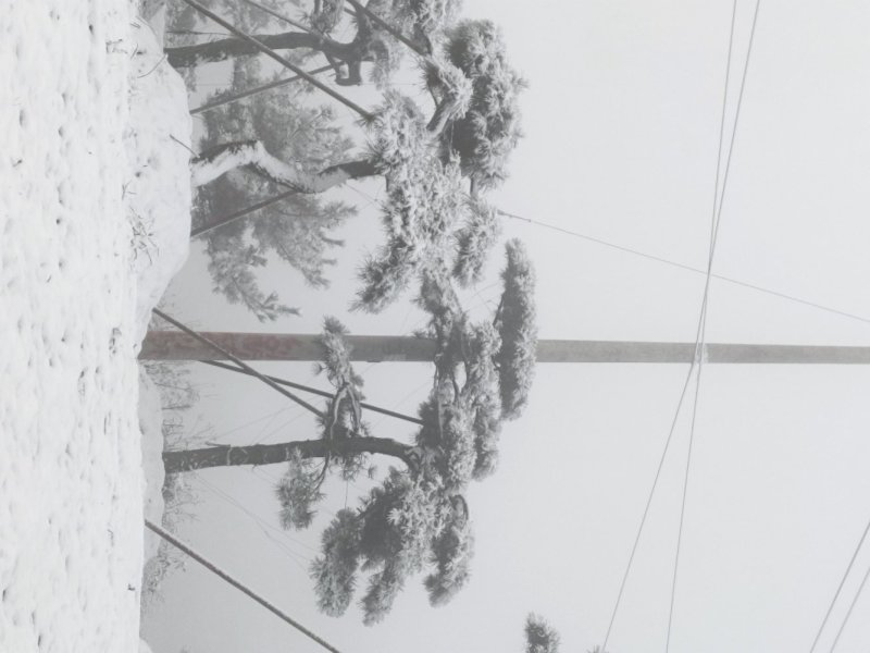 造型松
