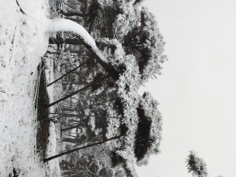 造型松