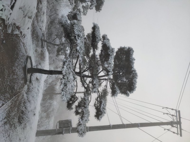 造型松