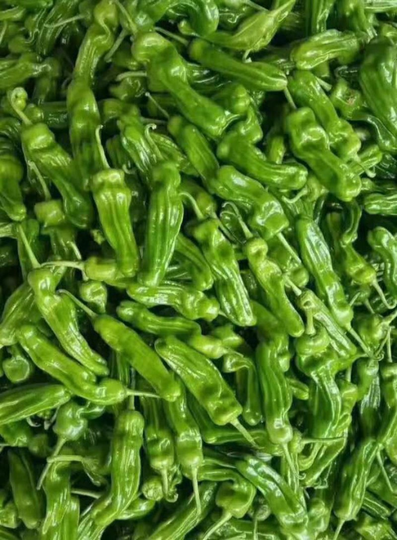 厚皮辣椒，薄皮辣椒301辣椒大量上市。质量好，价格便宜。