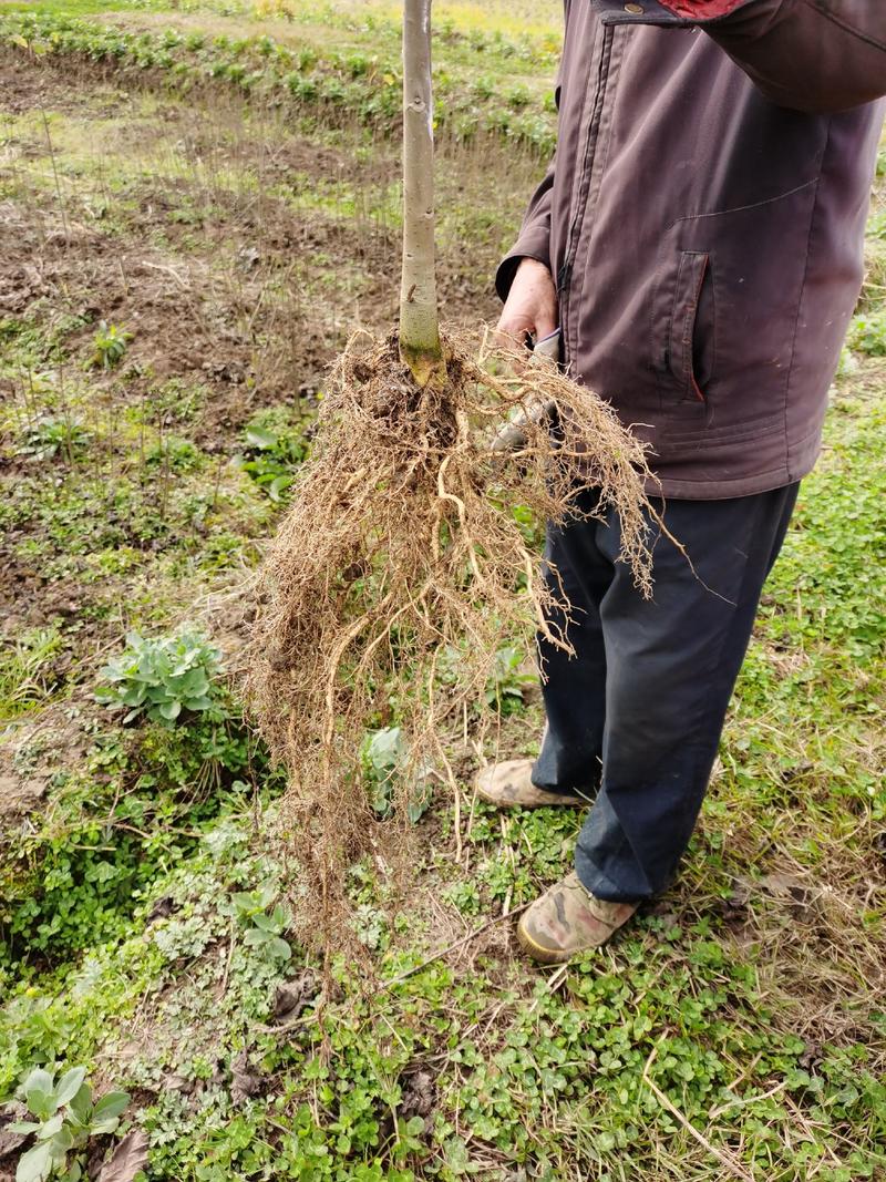 中国梦木质食用油山桐子树苗现挖保湿供应品质保证