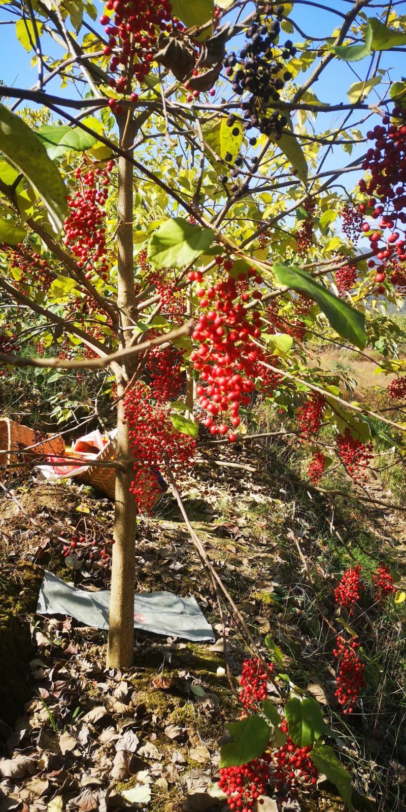 中国梦木质食用油山桐子树苗现挖保湿供应品质保证
