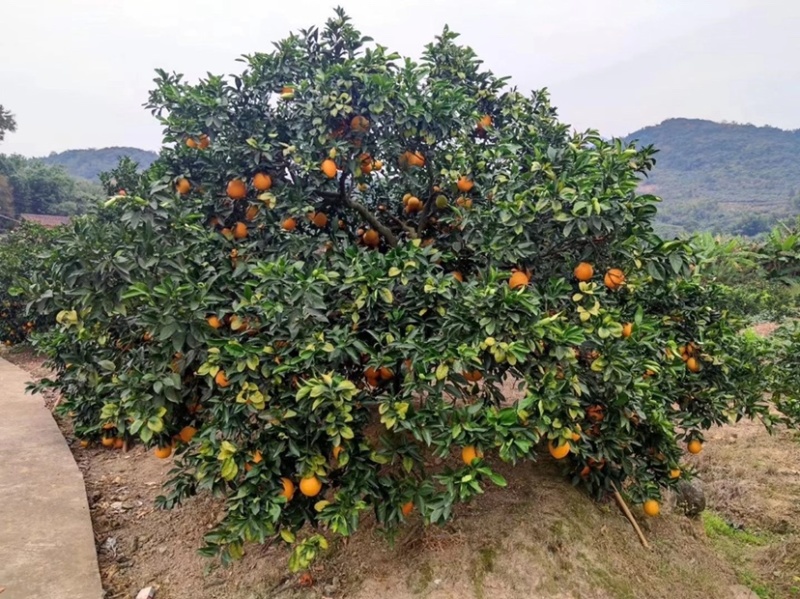 赣南脐橙，香甜多汁，果园直供