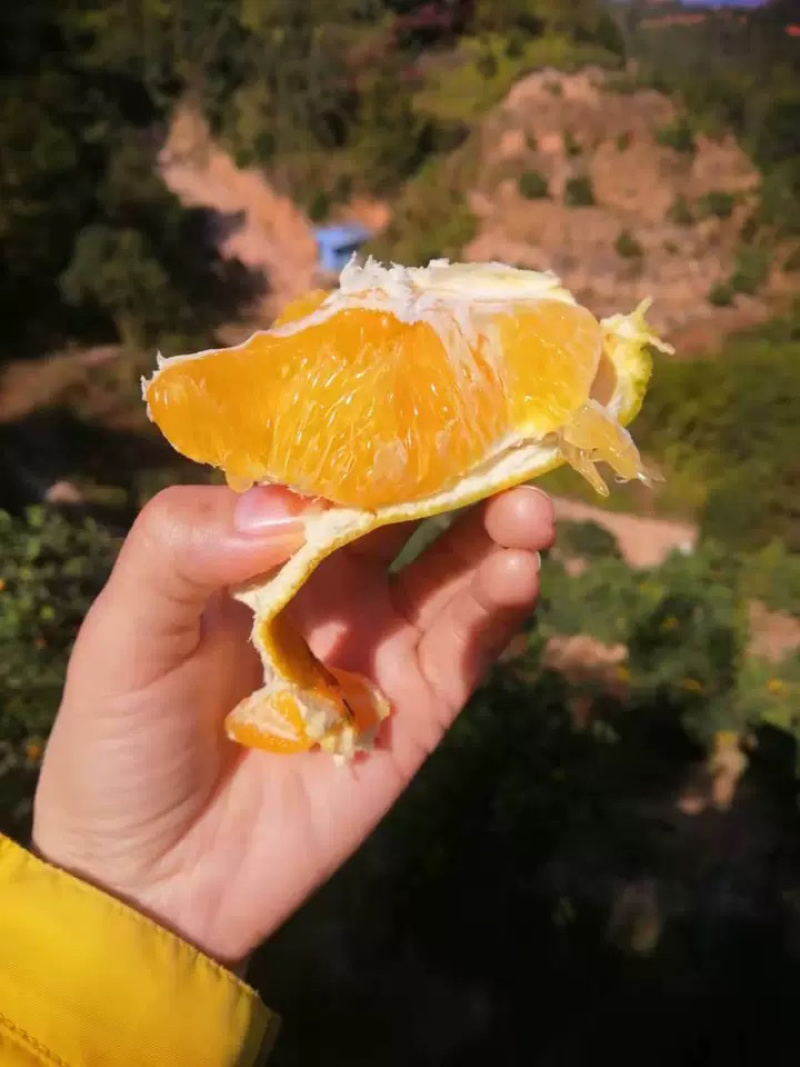 赣南脐橙，香甜多汁，果园直供