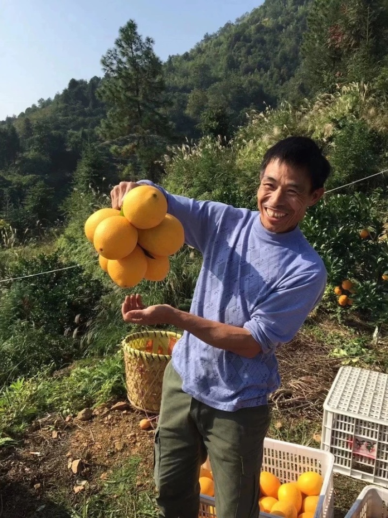 赣南脐橙，香甜多汁，果园直供